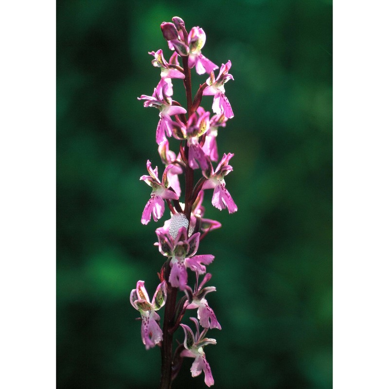 orchis patens desf.