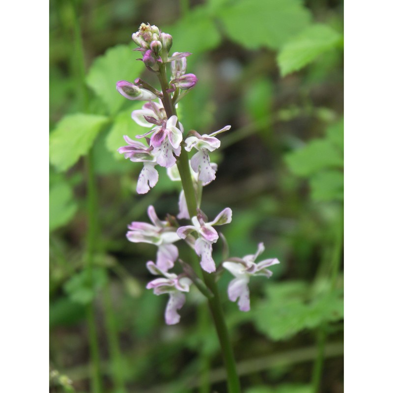 orchis patens desf.