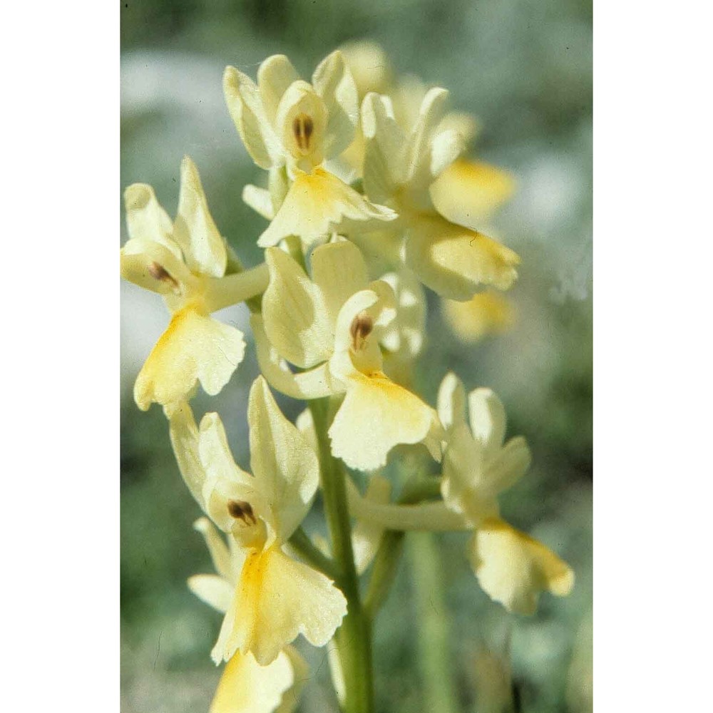 orchis pauciflora ten.