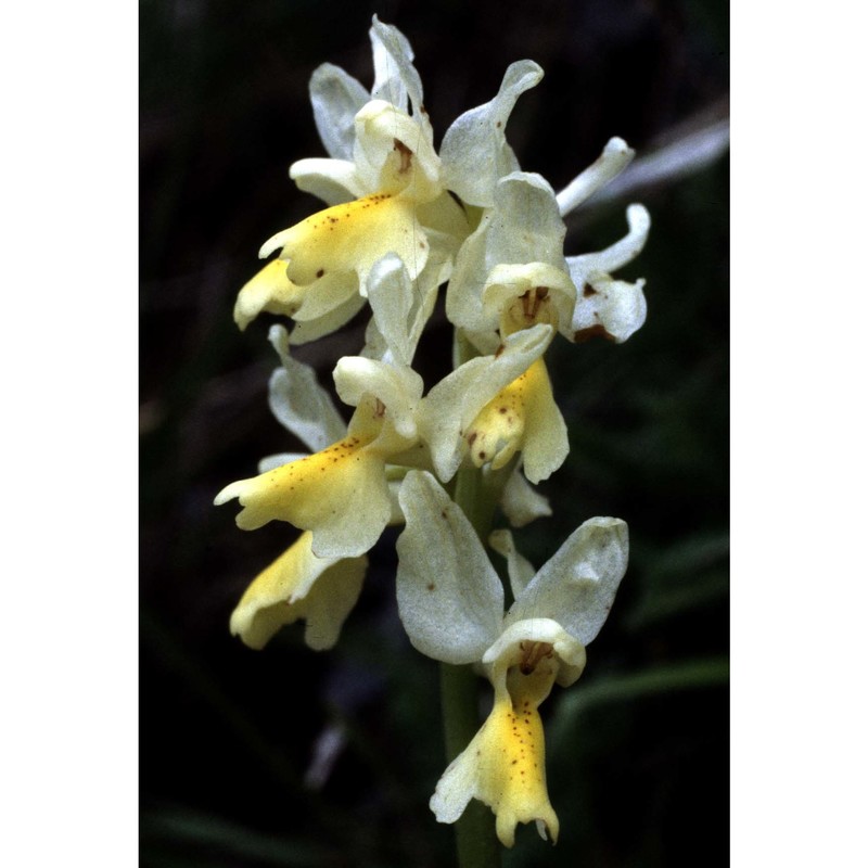 orchis pauciflora ten.