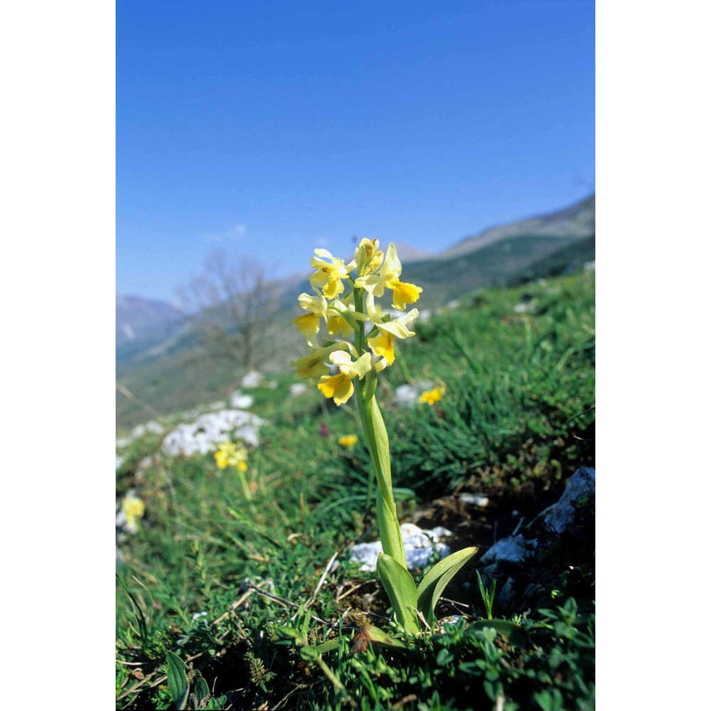 orchis pauciflora ten.