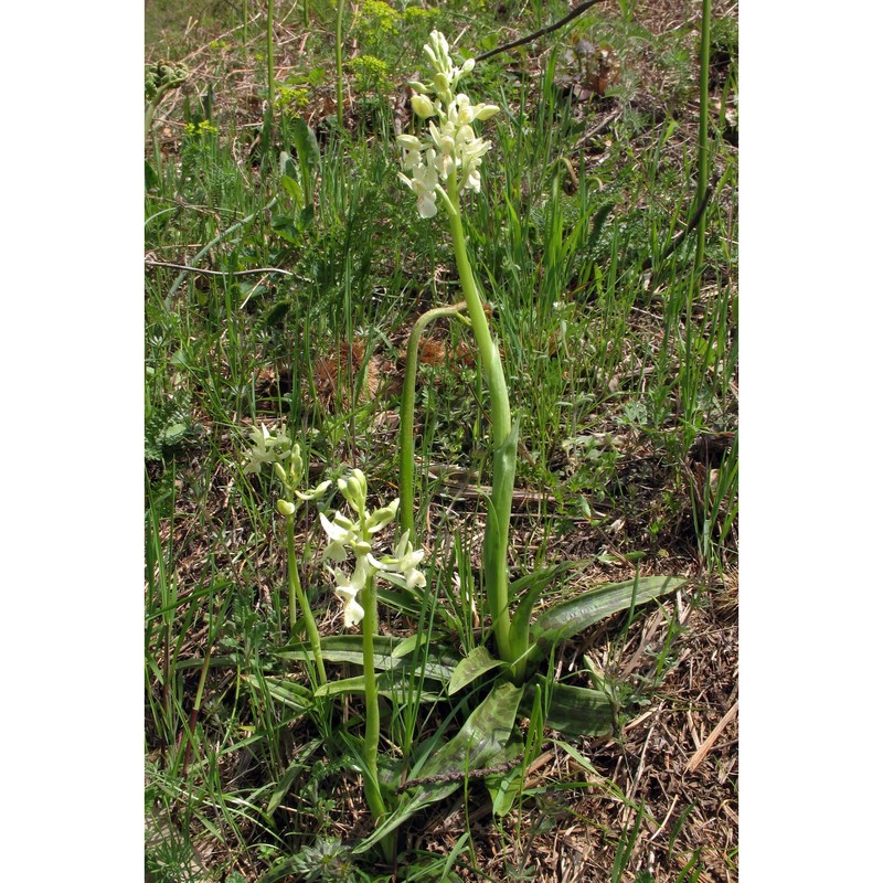 orchis provincialis balb. ex lam. et dc.