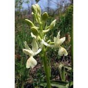 orchis provincialis balb. ex lam. et dc.