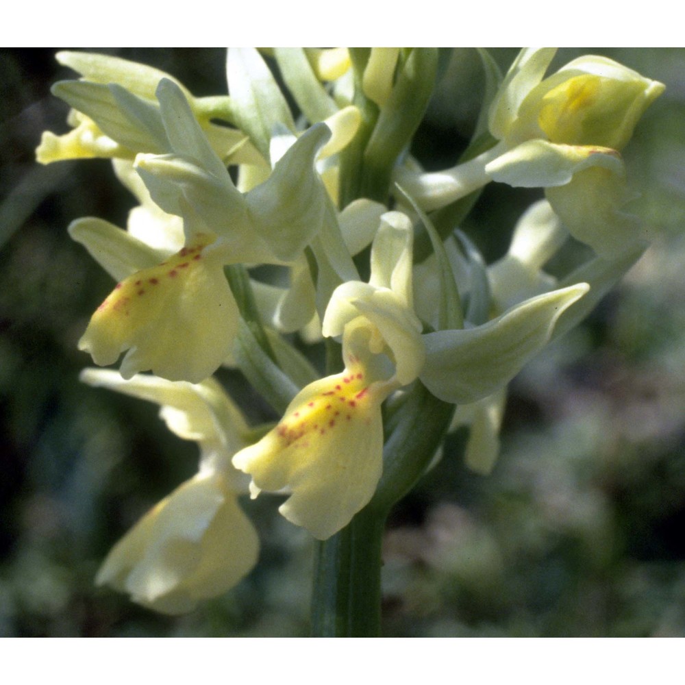 orchis provincialis balb. ex lam. et dc.