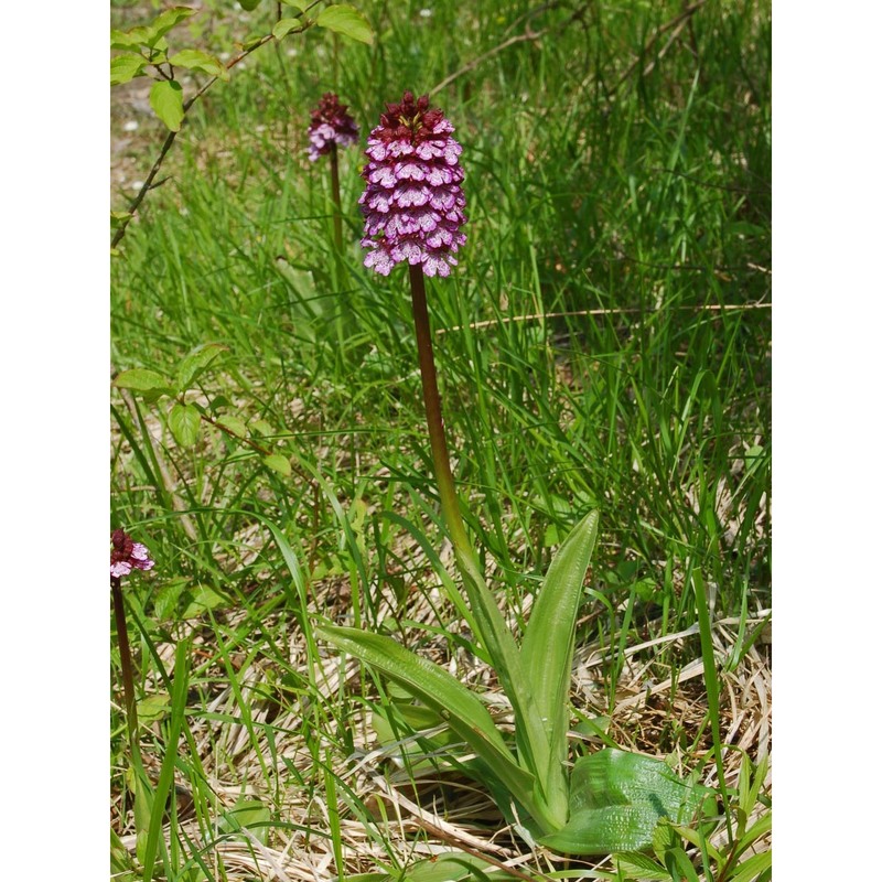 orchis purpurea huds.