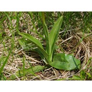 orchis purpurea huds.