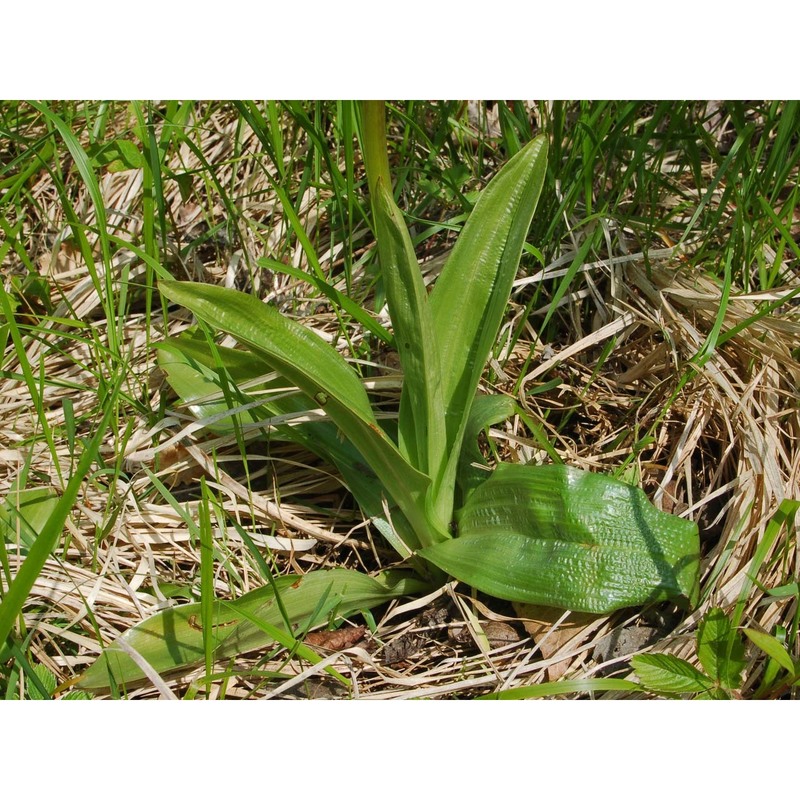 orchis purpurea huds.