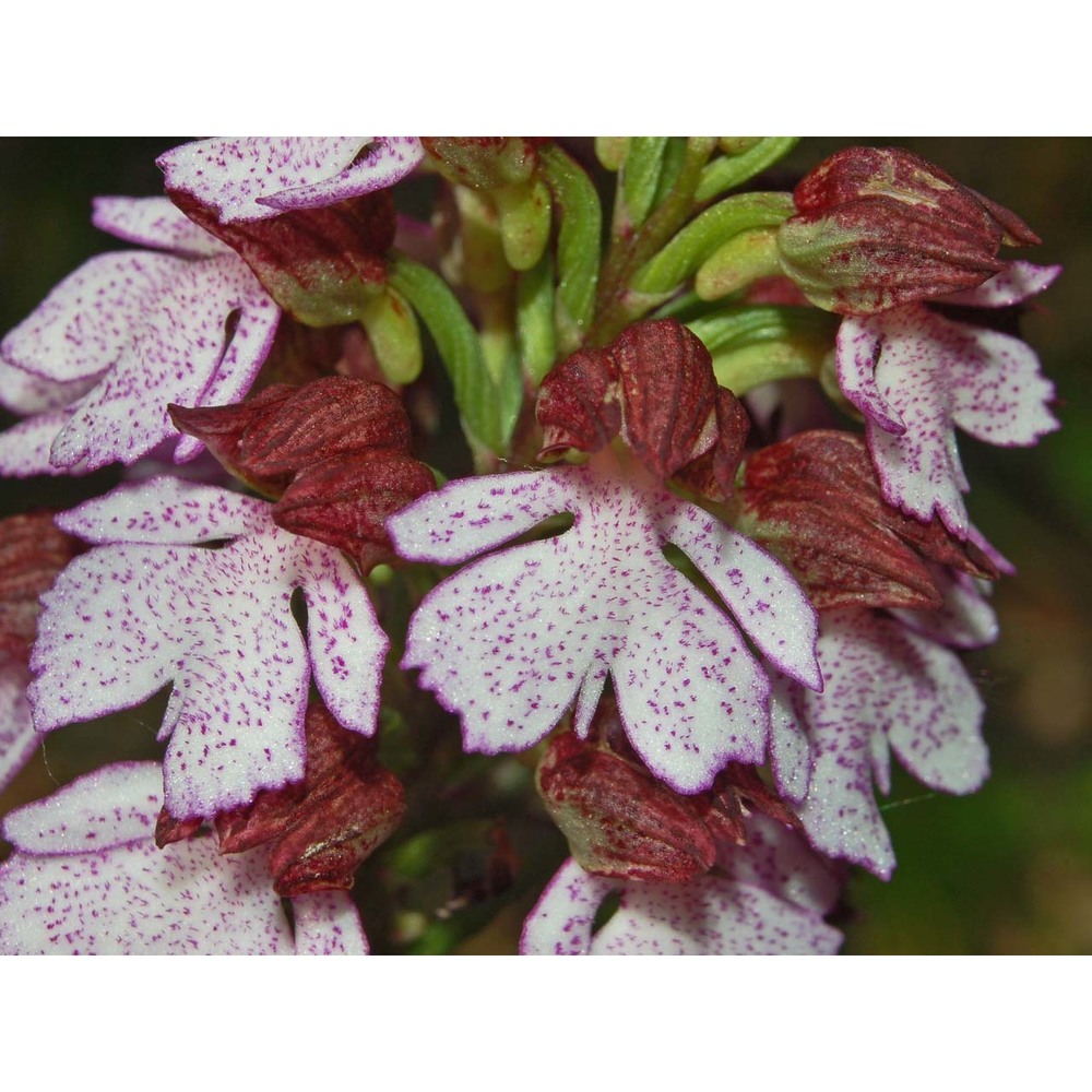 orchis purpurea huds.