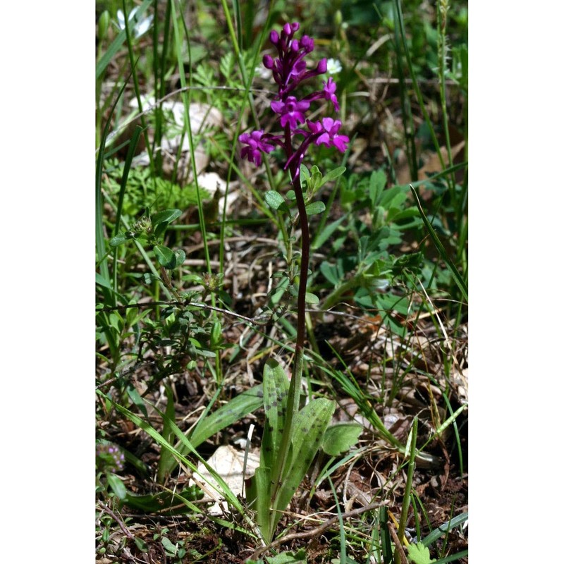 orchis quadripunctata cirillo ex ten.