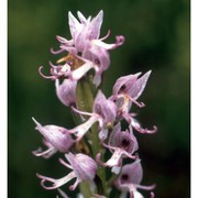 orchis simia lam.