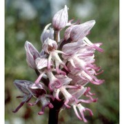 orchis simia lam.