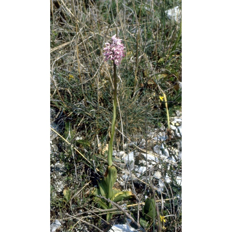 orchis simia lam.