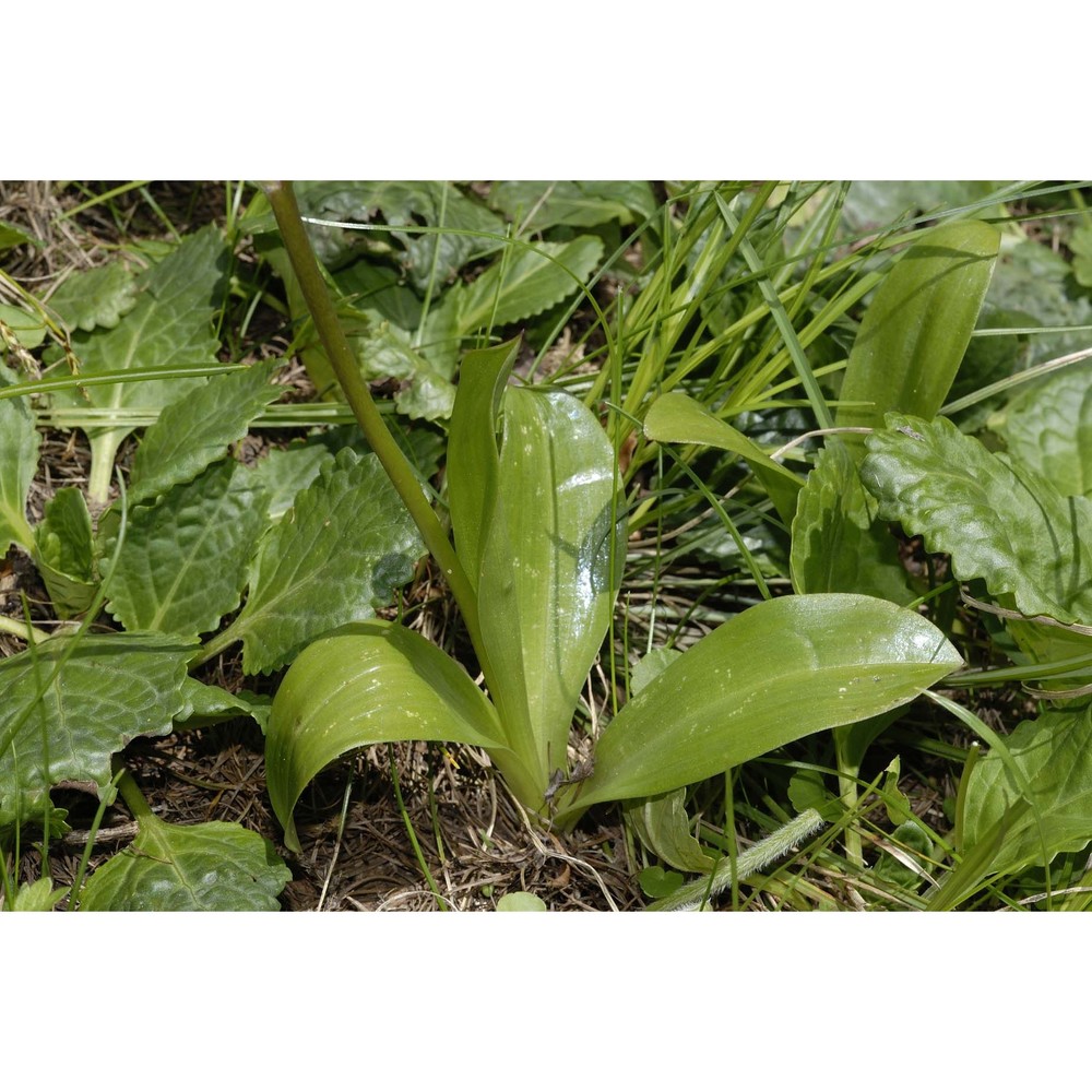 orchis spitzelii saut. ex w. d. j. koch