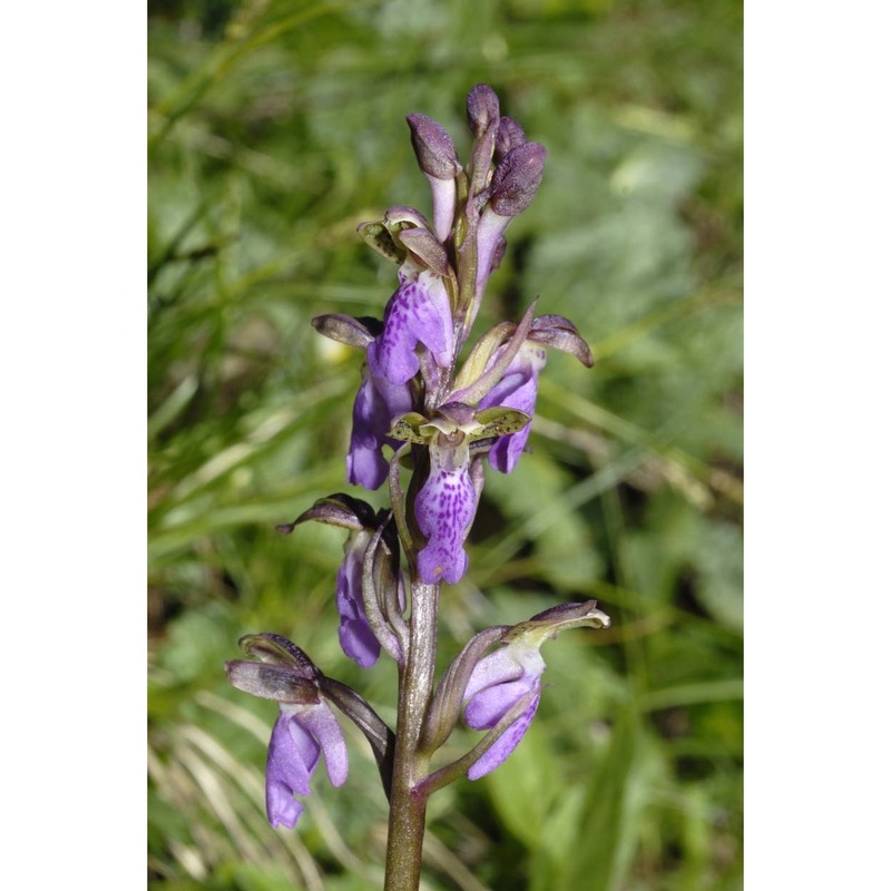 orchis spitzelii saut. ex w. d. j. koch