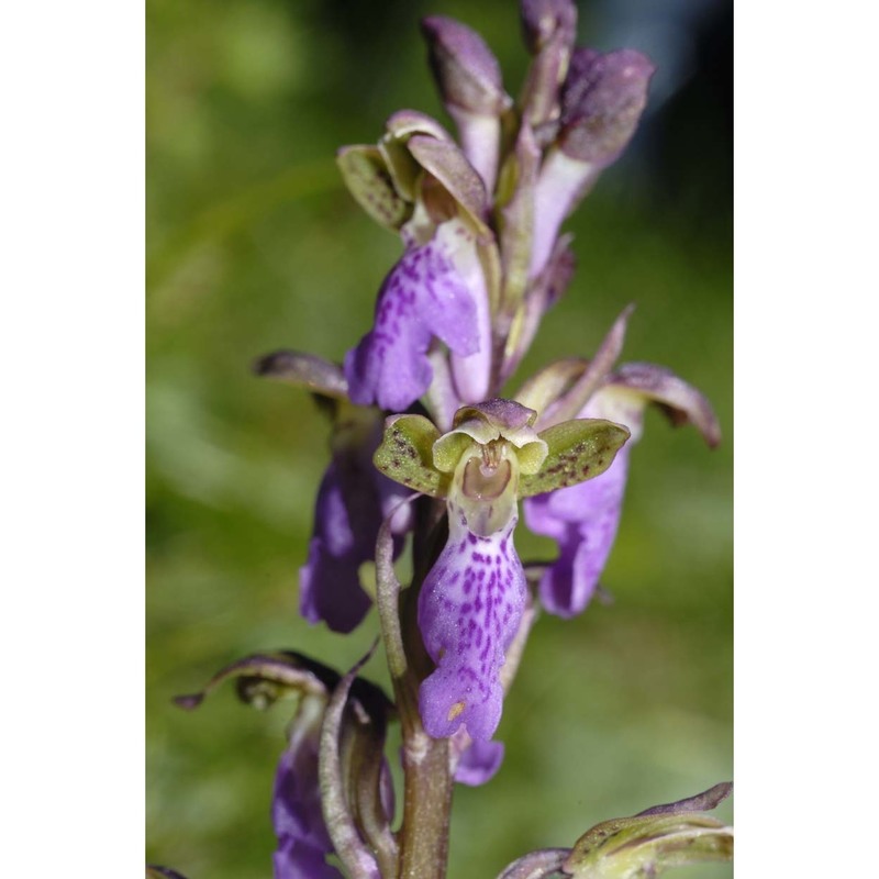 orchis spitzelii saut. ex w. d. j. koch