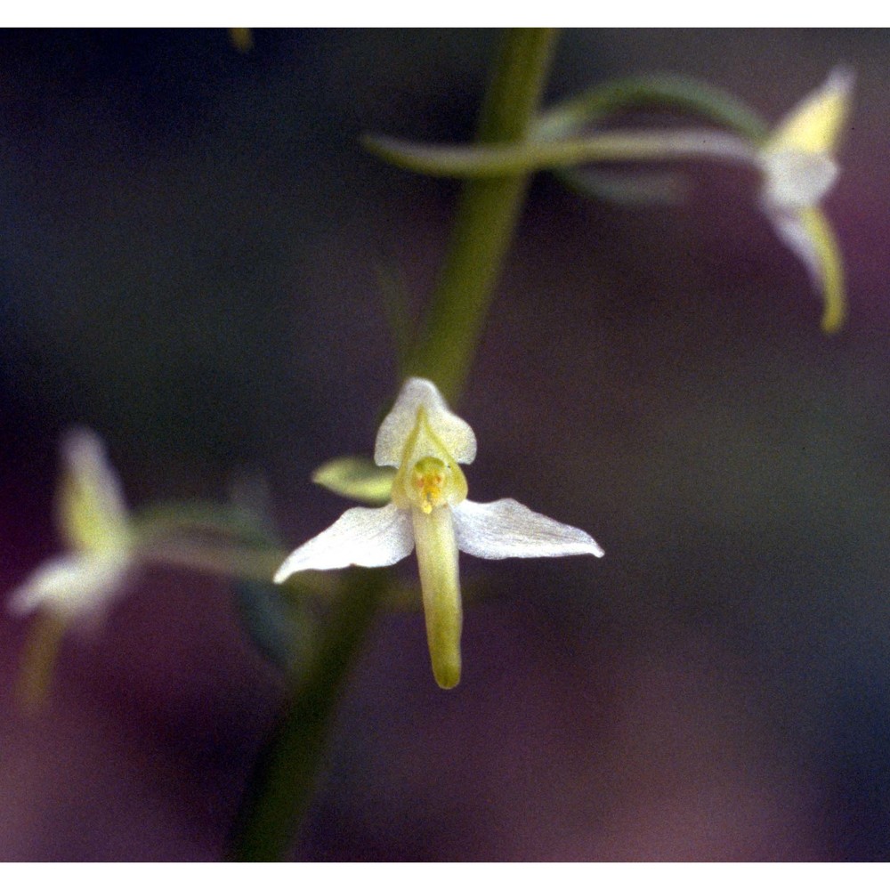 platanthera bifolia (l.) rich.