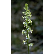 platanthera bifolia (l.) rich.