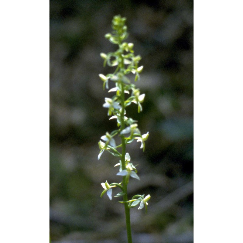 platanthera bifolia (l.) rich.