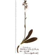 platanthera bifolia (l.) rich.