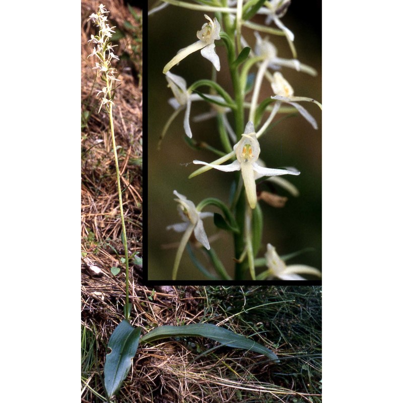 platanthera bifolia (l.) rich.