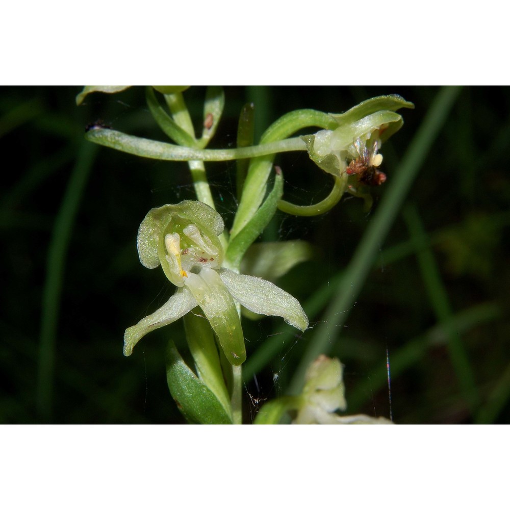 platanthera chlorantha (custer) rchb.