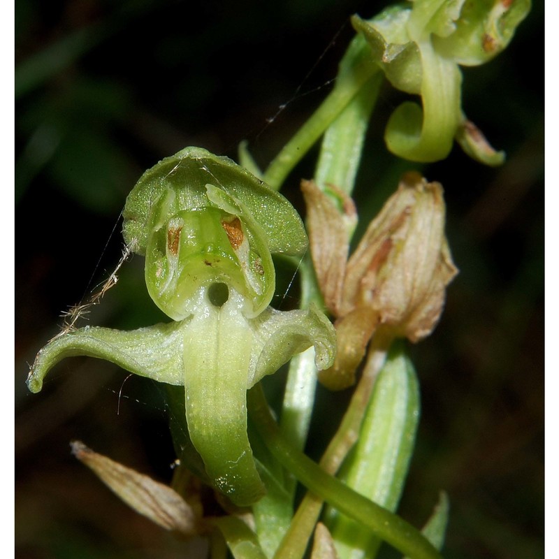 platanthera chlorantha (custer) rchb.