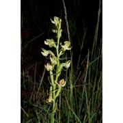 platanthera chlorantha (custer) rchb.