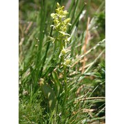 platanthera chlorantha (custer) rchb.