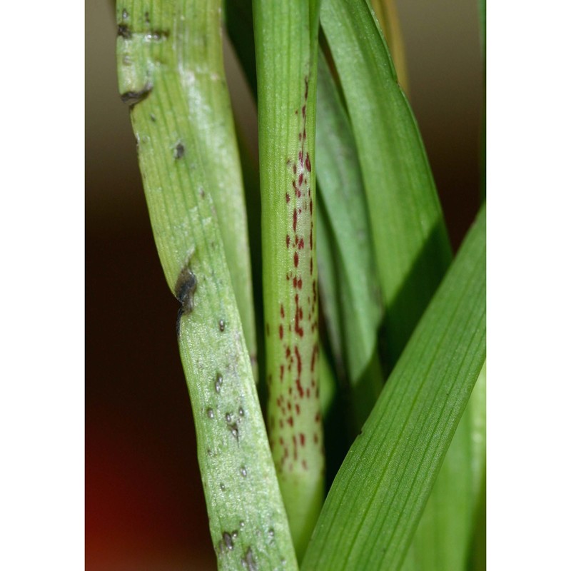 serapias nurrica corrias