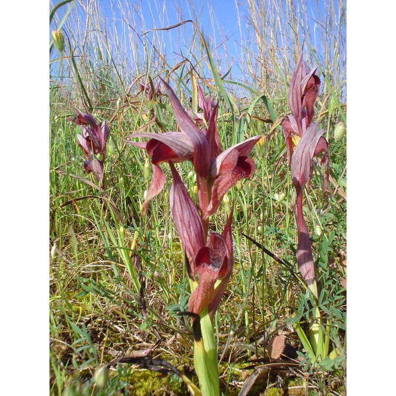 serapias orientalis e. nelson