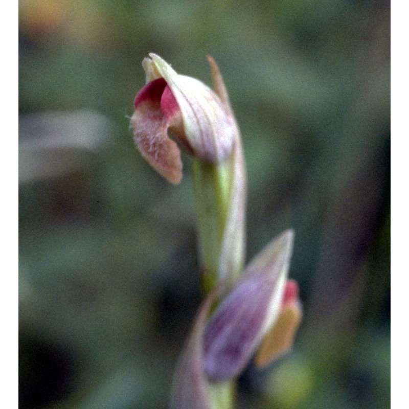 serapias parviflora parl.