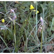 serapias parviflora parl.