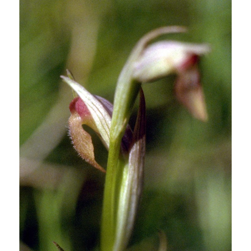 serapias parviflora parl.