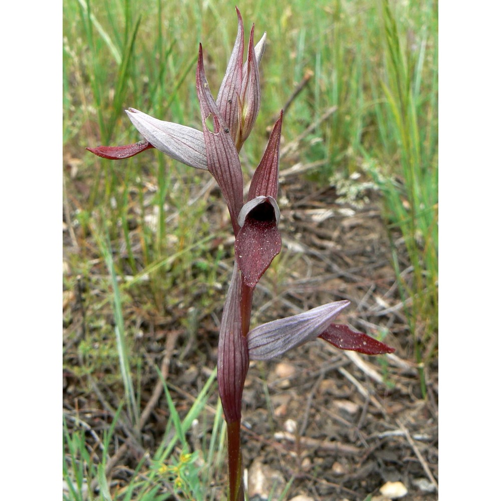 serapias strictiflora welw. ex veiga