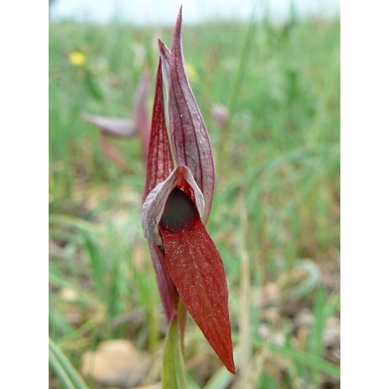 serapias strictiflora welw. ex veiga