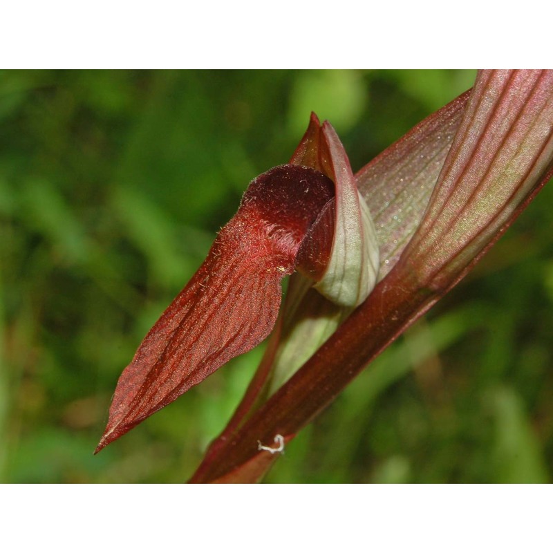 serapias vomeracea (burm. fil.) briq.