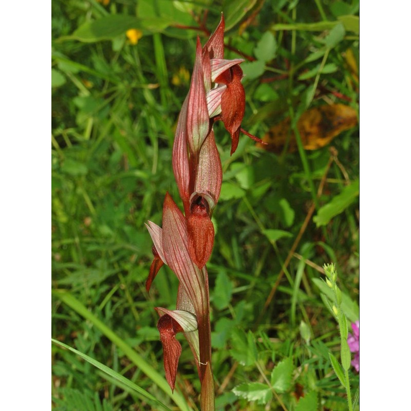 serapias vomeracea (burm. fil.) briq.