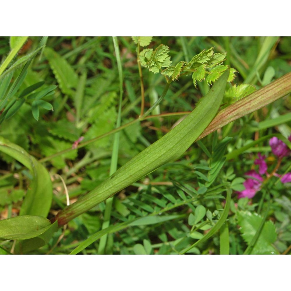 serapias vomeracea (burm. fil.) briq.