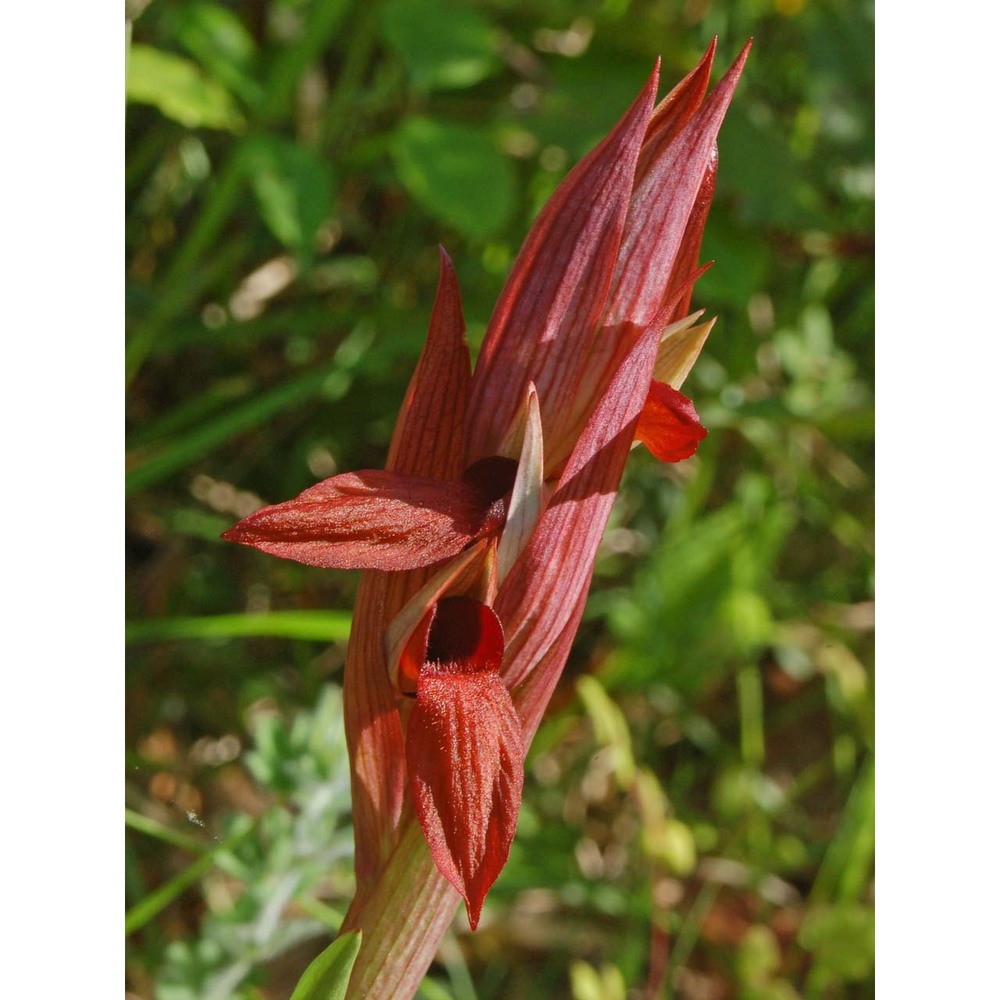 serapias vomeracea (burm. fil.) briq.