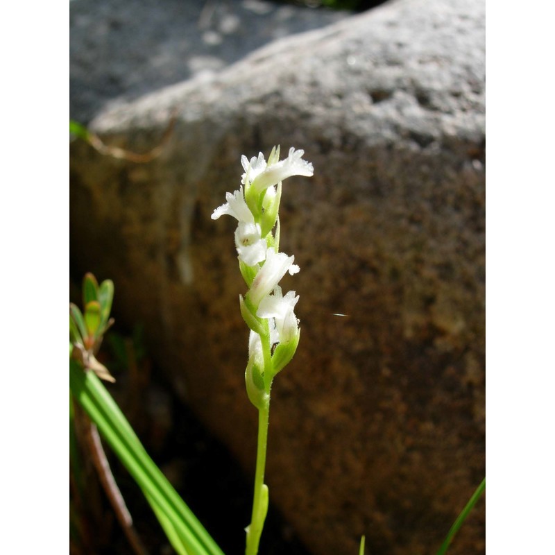 spiranthes aestivalis (poir.) rich.