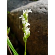 spiranthes aestivalis (poir.) rich.