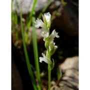 spiranthes aestivalis (poir.) rich.