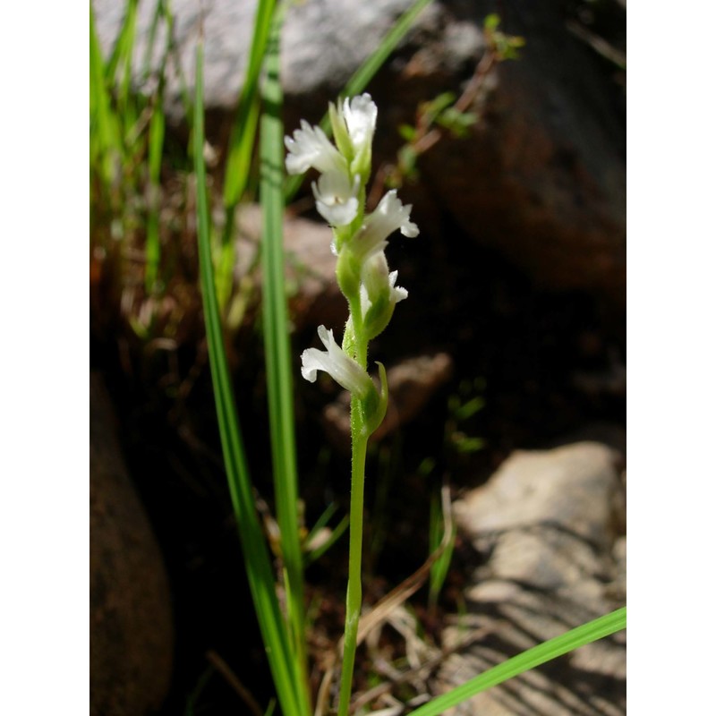 spiranthes aestivalis (poir.) rich.