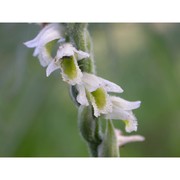 spiranthes spiralis (l.) chevall.