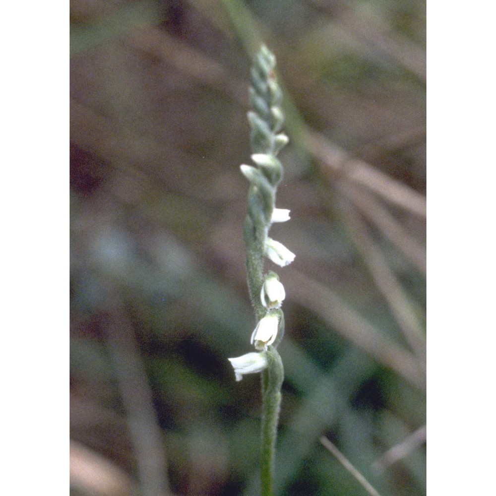 spiranthes spiralis (l.) chevall.