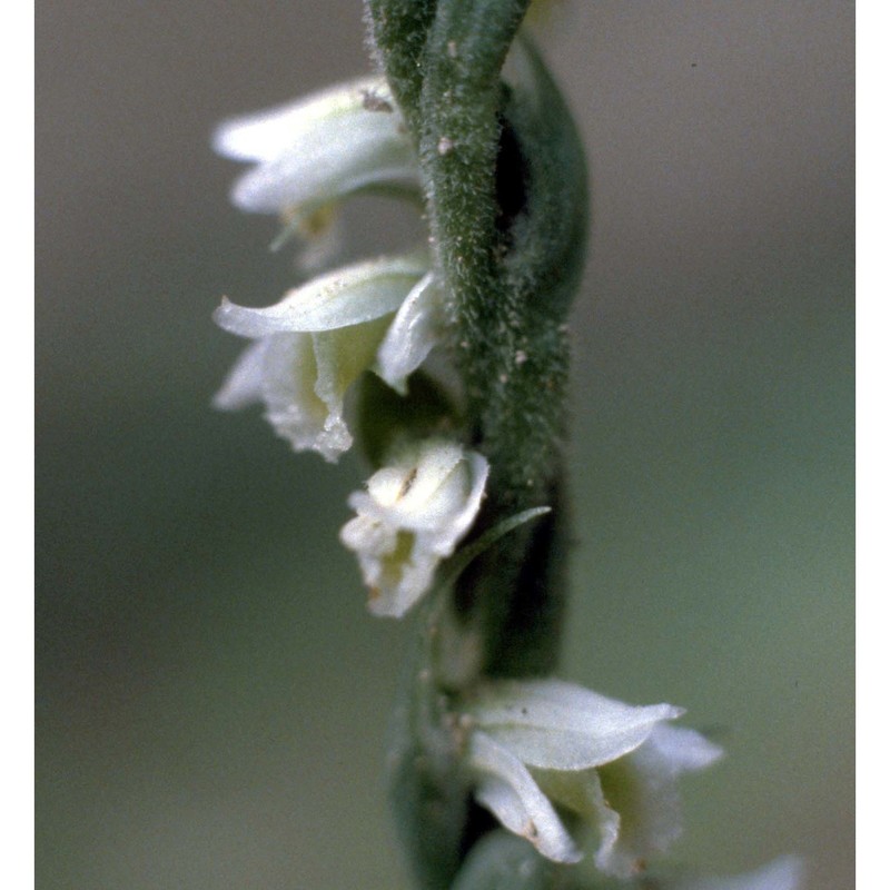 spiranthes spiralis (l.) chevall.