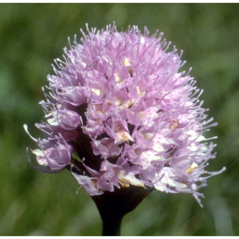 traunsteinera globosa (l.) rchb.