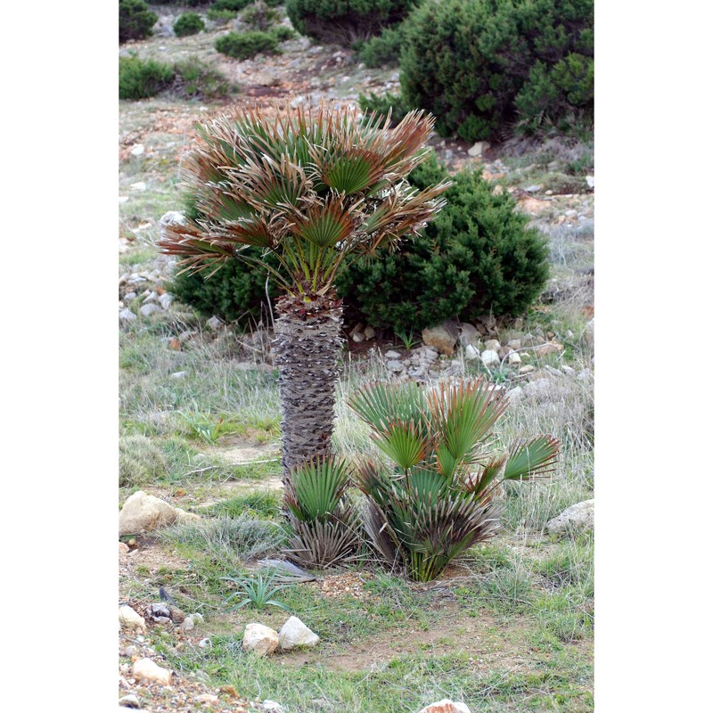 chamaerops humilis l.