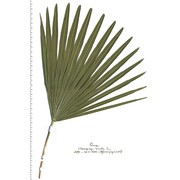 chamaerops humilis l.