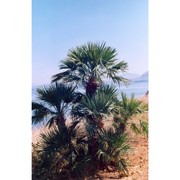 chamaerops humilis l.